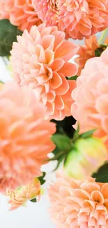 Close-up of vibrant orange dahlias with lush green leaves.