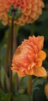 Vibrant orange dahlia flower in bloom against a dark green background.