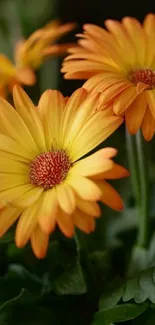 Vibrant orange daisies with lush green leaves.