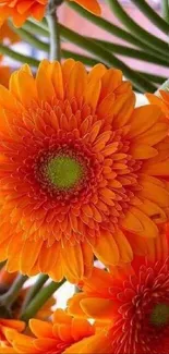 Vibrant orange daisy flowers close-up wallpaper with green centers.