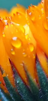 Vibrant orange flower with dew drops on petals.