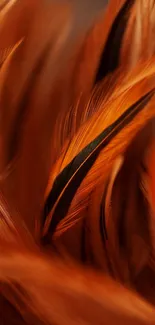 Vibrant orange and black feather wallpaper.