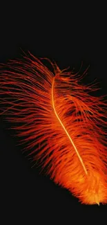 Vibrant orange feather on dark background wallpaper