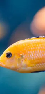 Vibrant orange fish swimming in blue water.