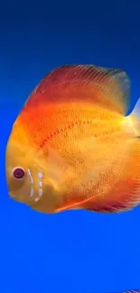 Orange discus fish against vivid blue background.