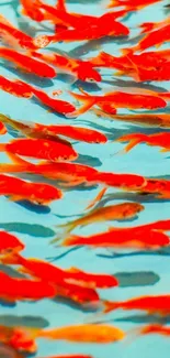 School of vibrant orange fish in clear blue water wallpaper.