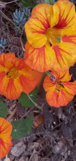 Bright orange flowers with lush greenery.