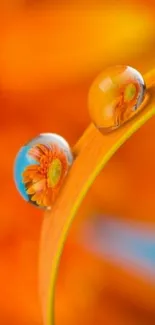 Close-up of vibrant orange flower petals with dew drops.