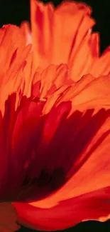 Close-up of a vibrant orange flower with intricate petal details.