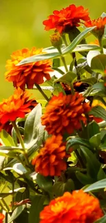 Vibrant orange zinnias with green leaves against a lively background.