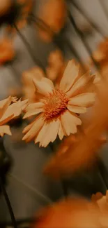 Vibrant orange flowers in a blurred background wallpaper.