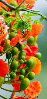 Orange flowers and green leaves wallpaper