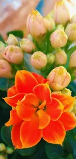 Close-up of vibrant orange flower in bloom. Perfect for mobile wallpaper.