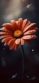 Vivid orange flower with dewdrops against a dark background on mobile wallpaper.