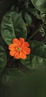 Orange flower with green leaves mobile wallpaper.