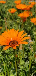 Orange flowers in a lush green field, vibrant and lively.