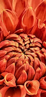 Close-up of a vibrant orange flower with intricate petal patterns.