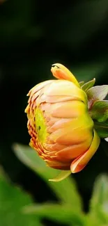 Close-up of a vibrant orange flower with a lush green background.