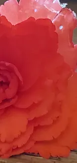 Close-up of vibrant orange flower with detailed petals.