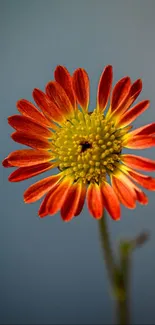 Close-up of a vibrant orange flower with detailed petals against a soft backdrop.