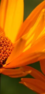 Close-up shot of an orange flower with detailed petals.