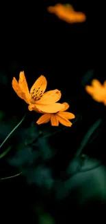 Vibrant orange flowers on a dark background