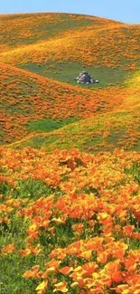 Hills covered with vibrant orange poppies under a blue sky.