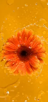 Orange flower with water droplets on a vibrant yellow background.