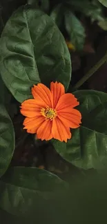 Orange flower nestled in green leaves, creating a stunning natural aesthetic.