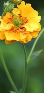 Close-up of a vibrant orange flower with green stems on a mobile wallpaper.