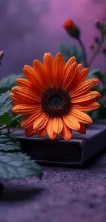 Vibrant orange flower with purple backdrop, ideal for nature-themed phone wallpaper.