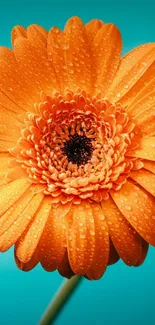 Bright orange flower with water droplets on a teal background for mobile wallpaper.