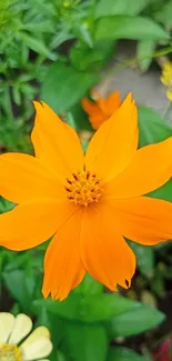 Bright orange flower with lush greenery background.