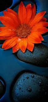 Orange flower on black stones with water droplets.