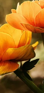 Close-up of vibrant orange flowers with green stems in natural setting.