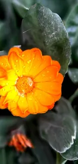 Orange flower with dewdrops and green leaves.