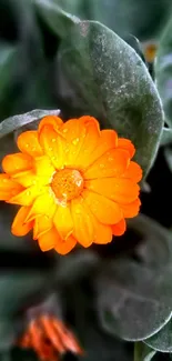 Vibrant orange flower with dewy petals against lush green leaves background.