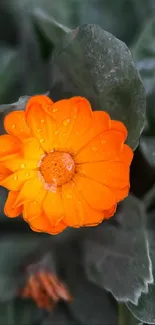 Close-up image of a vibrant orange flower with green leaves in the background.