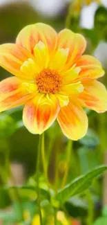 Close-up of vibrant orange flower with green blurred background.