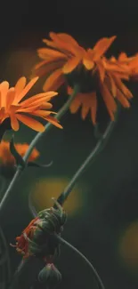 Close-up of vibrant orange flowers with dark green background.