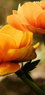 Vibrant orange flower with green leaves on a nature background.