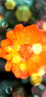 Orange flower with dewdrops and glowing bokeh highlights.