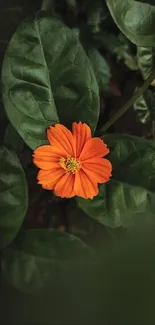 Vibrant orange flower with green leaves on mobile wallpaper.