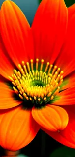 Vibrant orange flower with lush green center.