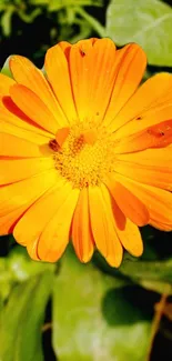 Bright orange flower with green leaves wallpaper.