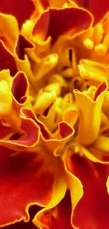 Close-up of vibrant orange and yellow marigold flower.