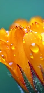 Close-up of orange flower with dewdrops, vibrant and refreshing mobile wallpaper.