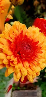 A vibrant orange flower with vivid petals stands out against green foliage.