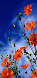 Vibrant orange flowers bloom against a deep blue sky.