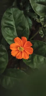 Vibrant orange flower with green leaves background.